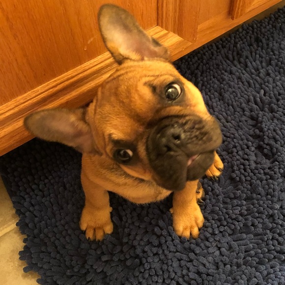 Meet Boomer! - Picture 2 of 4